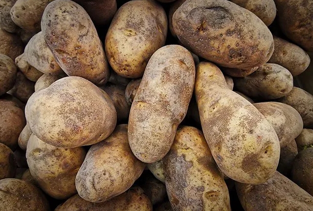 Potato中文版如何导出文件