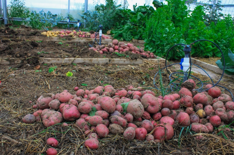 Potato官网下载安全吗