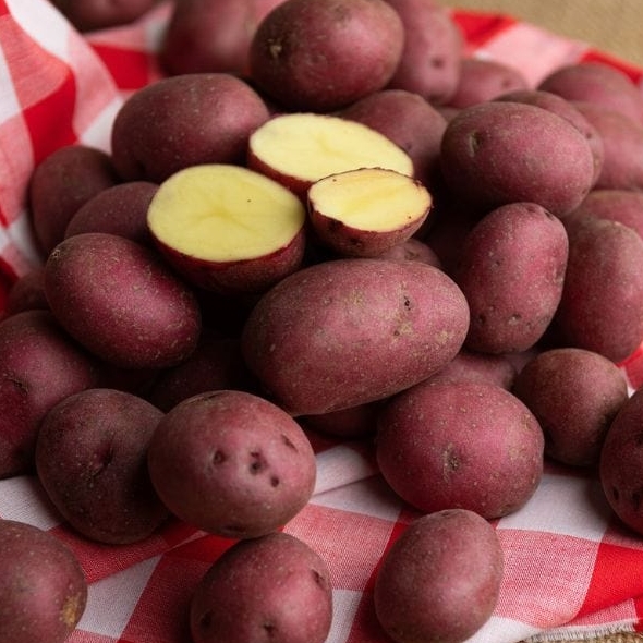 Potato中文版如何转发无水印